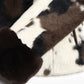 Jacke Quincy in Cow